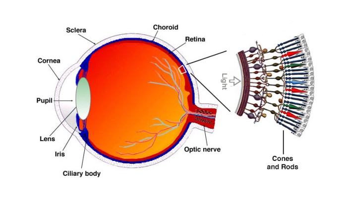 Eye anatomy works