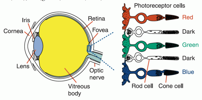 Cones counterparts in the eye