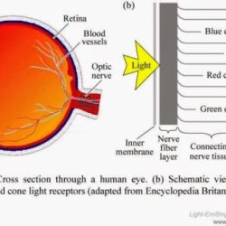 Eye color cones rods diagram blindness retina eyes vision human cone green red colour work rod light cell colors detailed