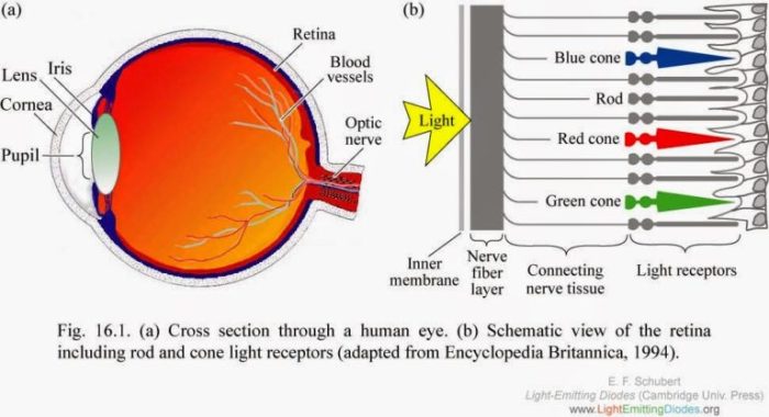 Eye color cones rods diagram blindness retina eyes vision human cone green red colour work rod light cell colors detailed