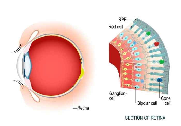 Eye structure cells cone rod scienceaid focusing